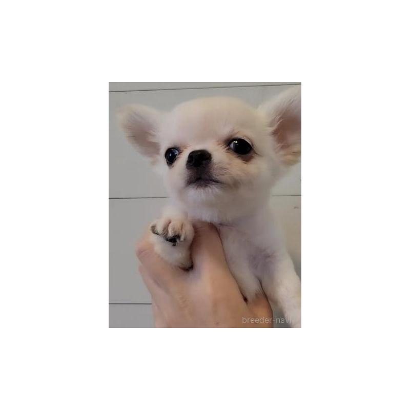 販売中の滋賀県のチワワ(ロングコート)-428610の1枚目