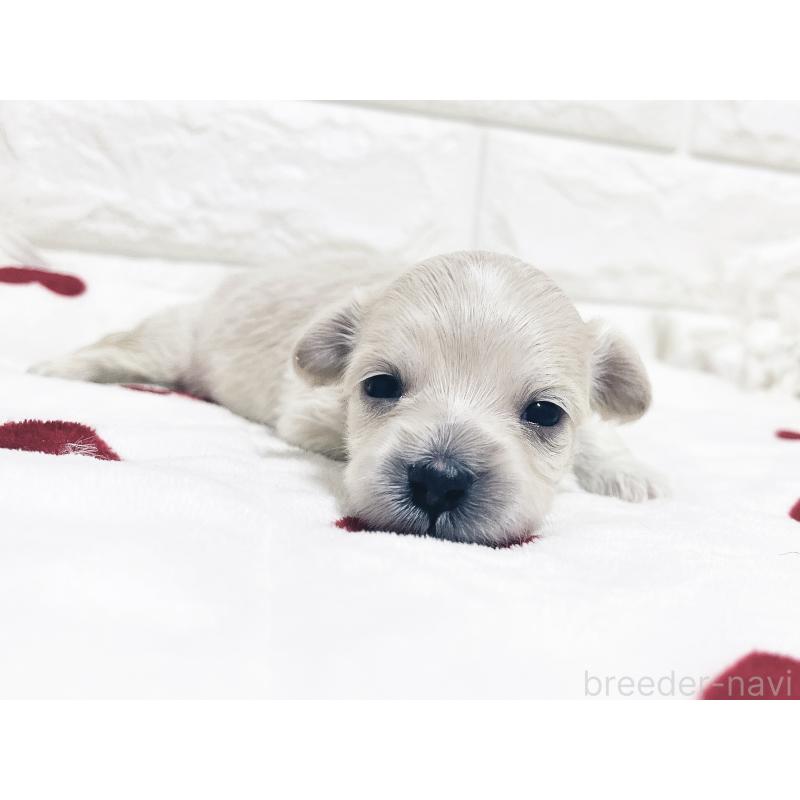 販売中の福岡県のマルックス:マルチーズ×ミニチュアダックスフンド-426472