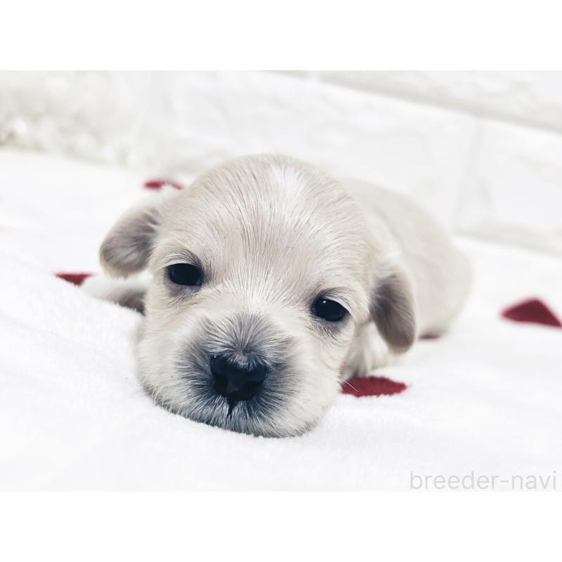 成約済の福岡県のマルックス:マルチーズ×ミニチュアダックスフンド-426472の23枚目