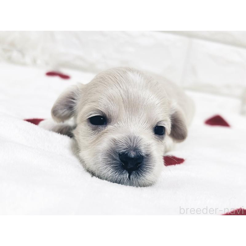 成約済の福岡県のマルックス:マルチーズ×ミニチュアダックスフンド-426472の22枚目