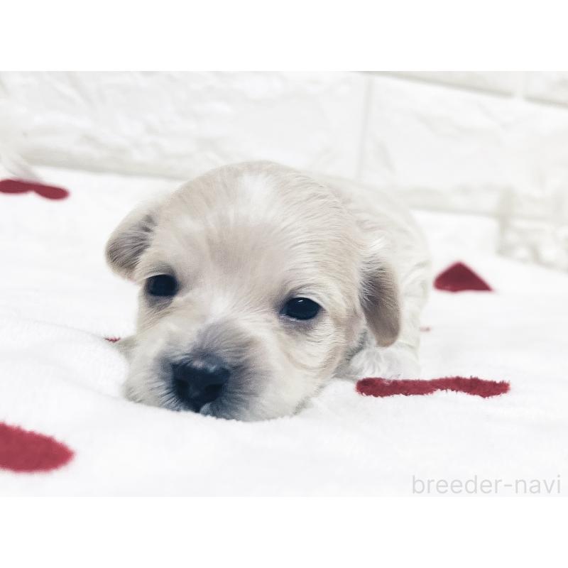 成約済の福岡県のマルックス:マルチーズ×ミニチュアダックスフンド-426472の21枚目