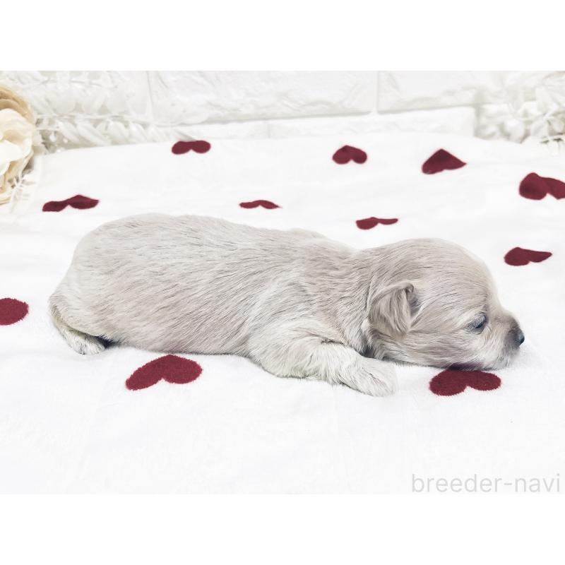 成約済の福岡県のマルックス:マルチーズ×ミニチュアダックスフンド-426472の20枚目