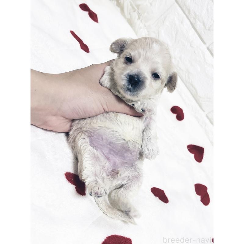 成約済の福岡県のマルックス:マルチーズ×ミニチュアダックスフンド-426472の19枚目