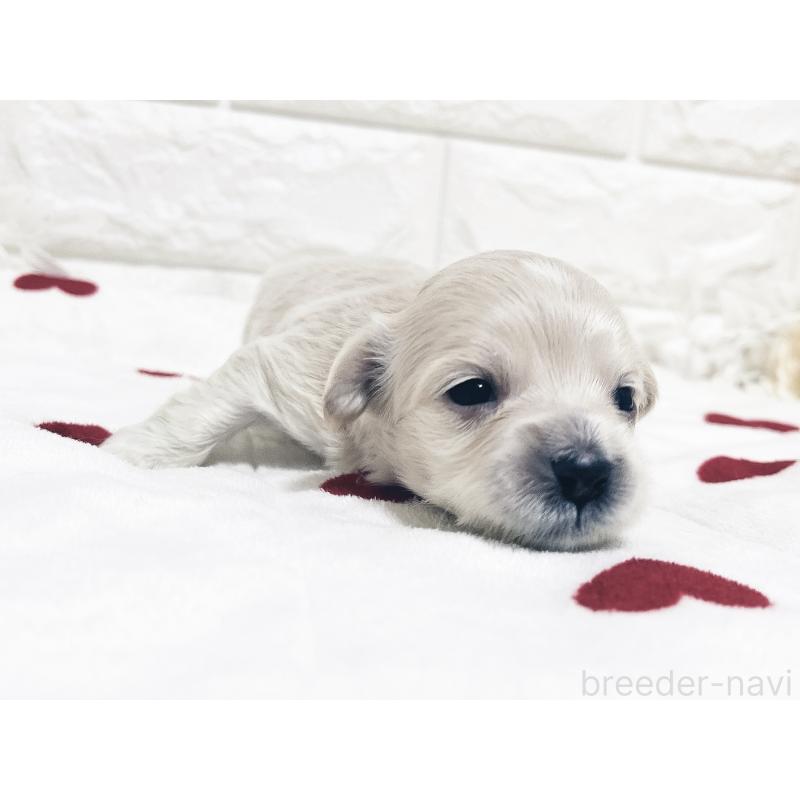 成約済の福岡県のマルックス:マルチーズ×ミニチュアダックスフンド-426472の18枚目