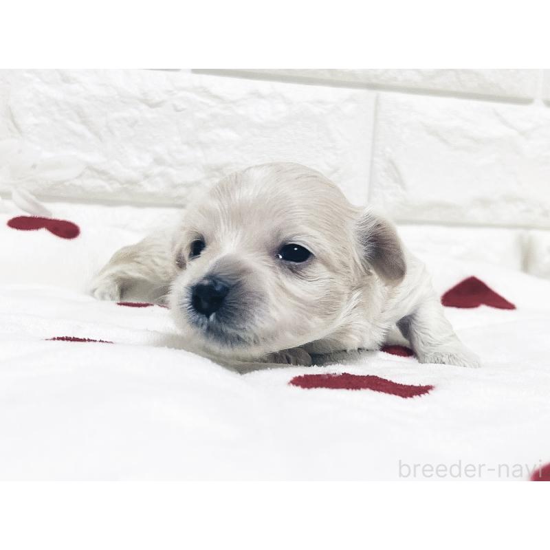 成約済の福岡県のマルックス:マルチーズ×ミニチュアダックスフンド-426472の16枚目