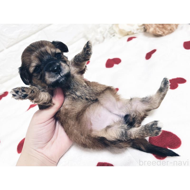 販売中の福岡県のマルックス:マルチーズ×ミニチュアダックスフンド-426473の22枚目