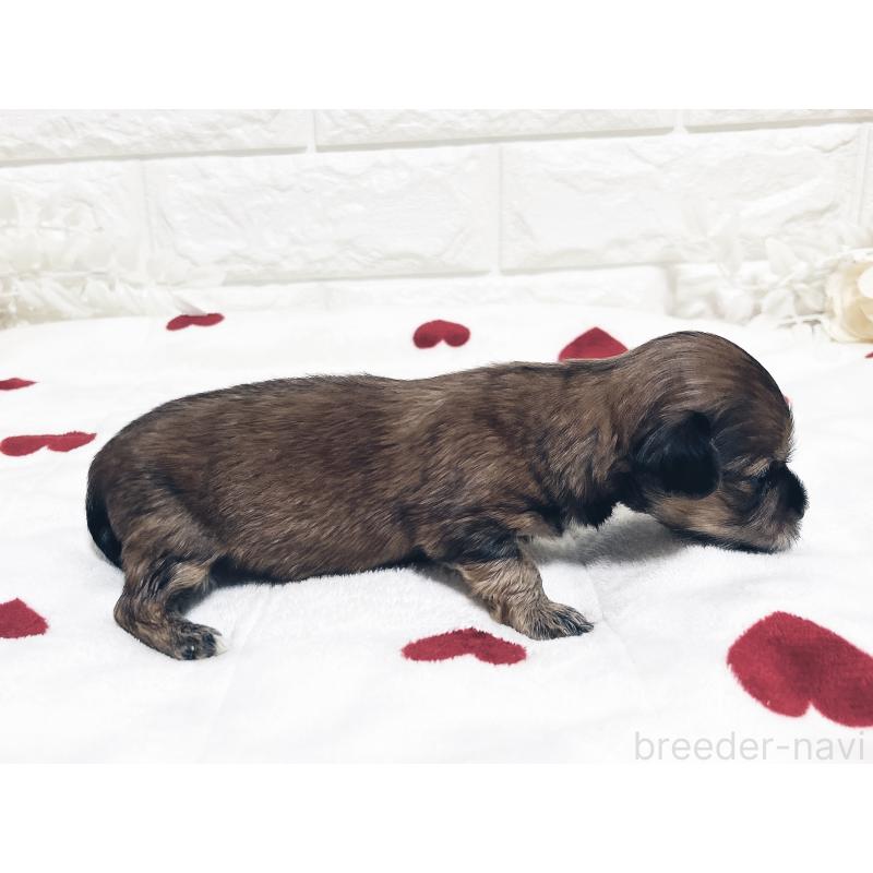 販売中の福岡県のマルックス:マルチーズ×ミニチュアダックスフンド-426473の19枚目