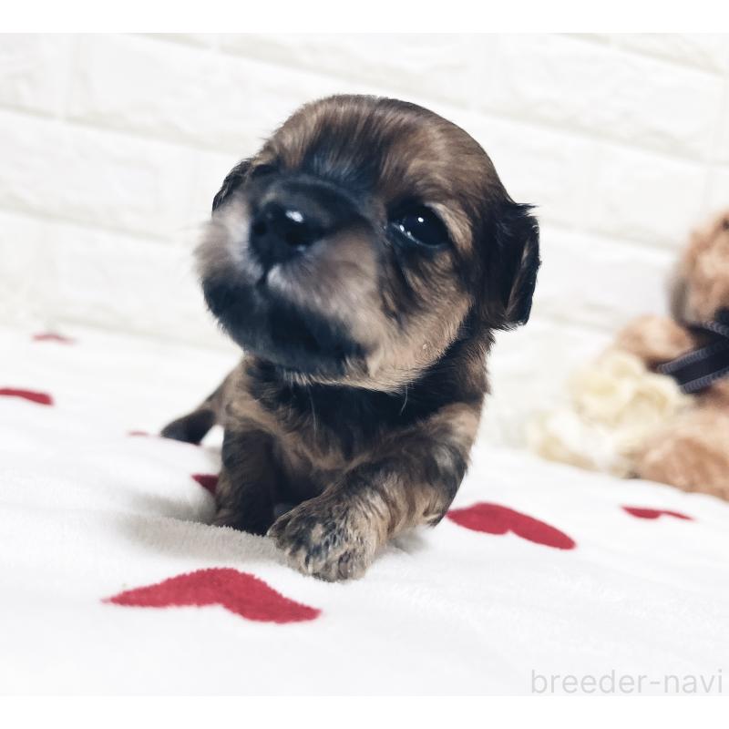 販売中の福岡県のマルックス:マルチーズ×ミニチュアダックスフンド-426473の18枚目