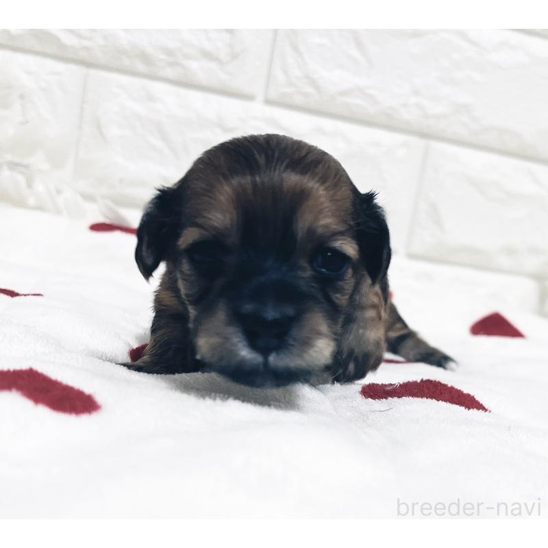 販売中の福岡県のマルックス:マルチーズ×ミニチュアダックスフンド-426473の17枚目