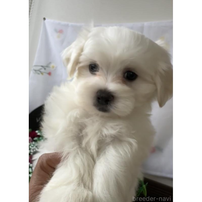 販売中の福岡県のミックス犬-423751の5枚目