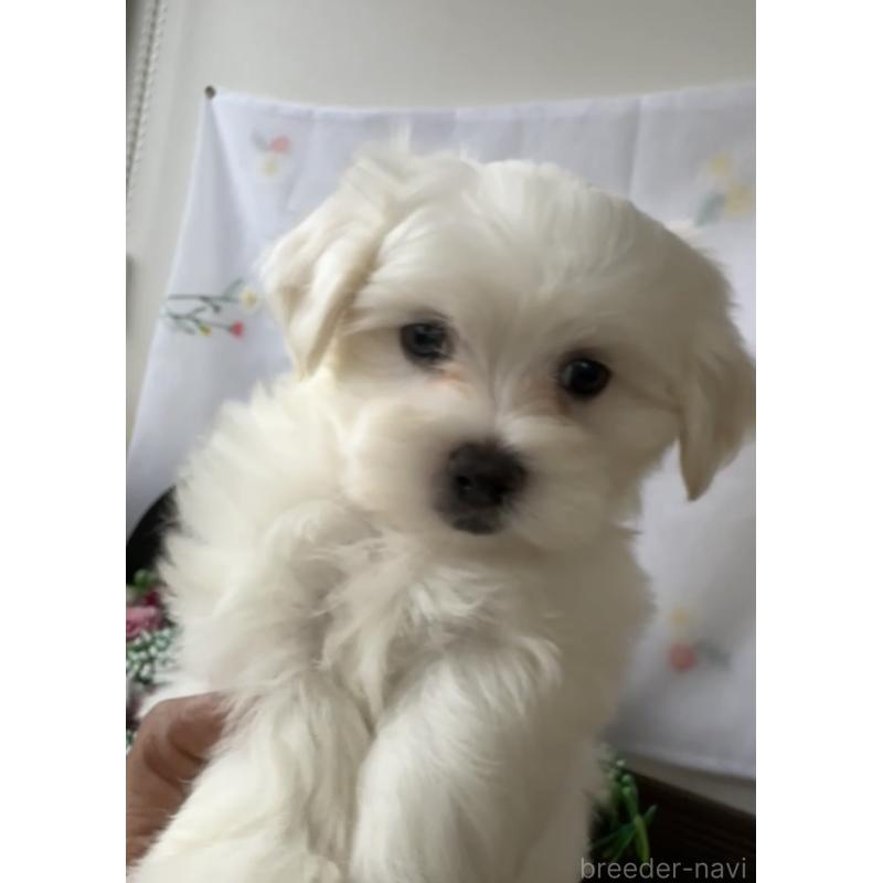 販売中の福岡県のミックス犬-423751の4枚目