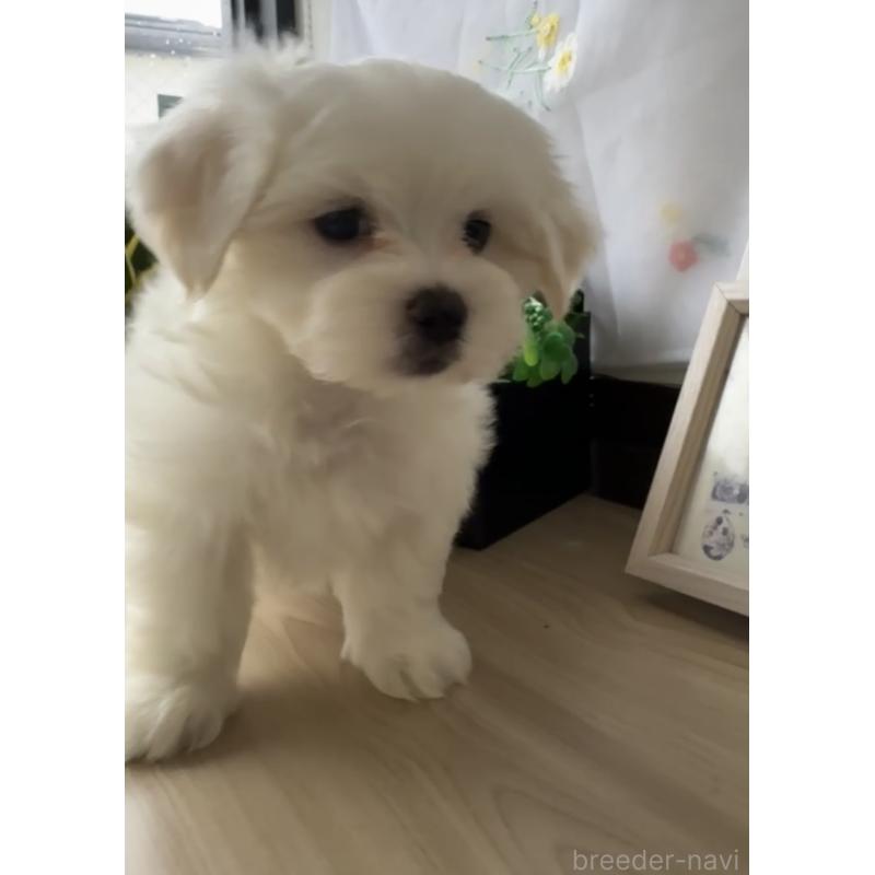 販売中の福岡県のミックス犬-423751の3枚目