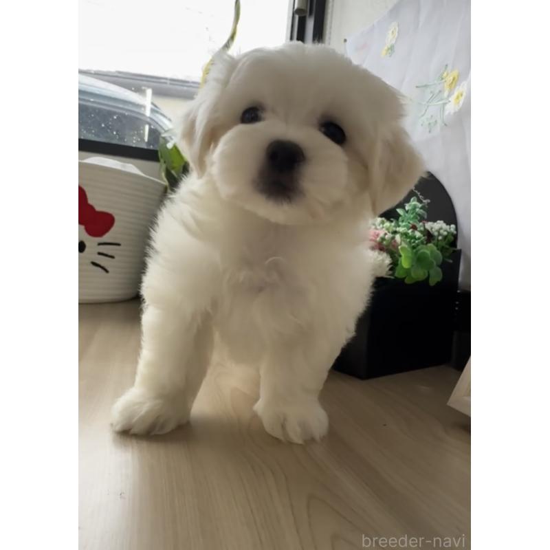 販売中の福岡県のミックス犬-423751の2枚目