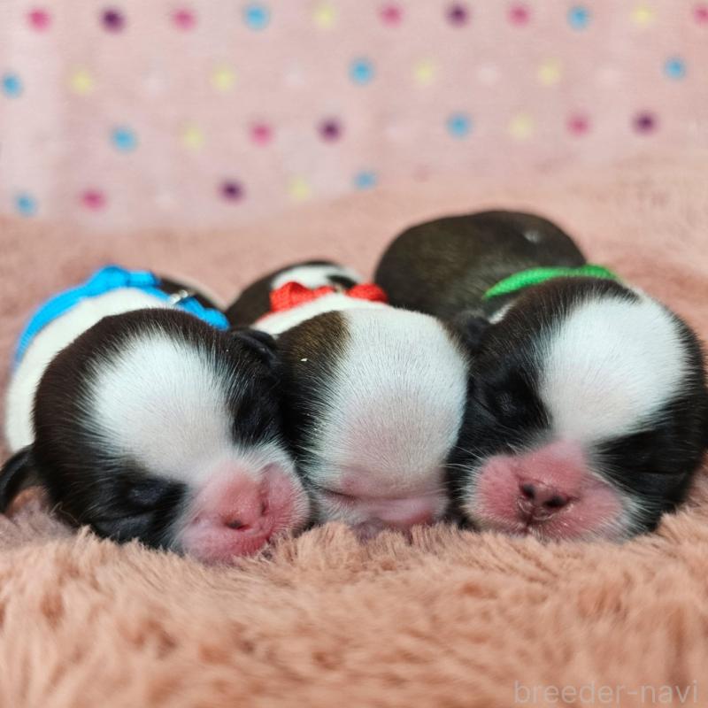 販売中の愛知県のシーズー-428579の2枚目