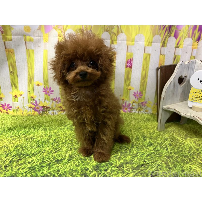 販売中の愛知県のティーカッププードル-425220の16枚目