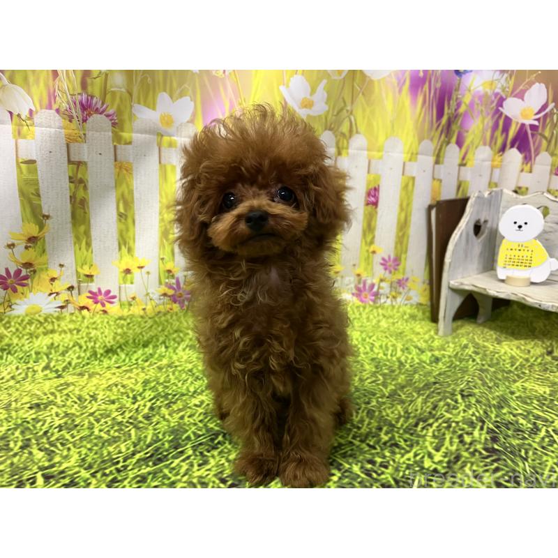 販売中の愛知県のティーカッププードル-425220の15枚目