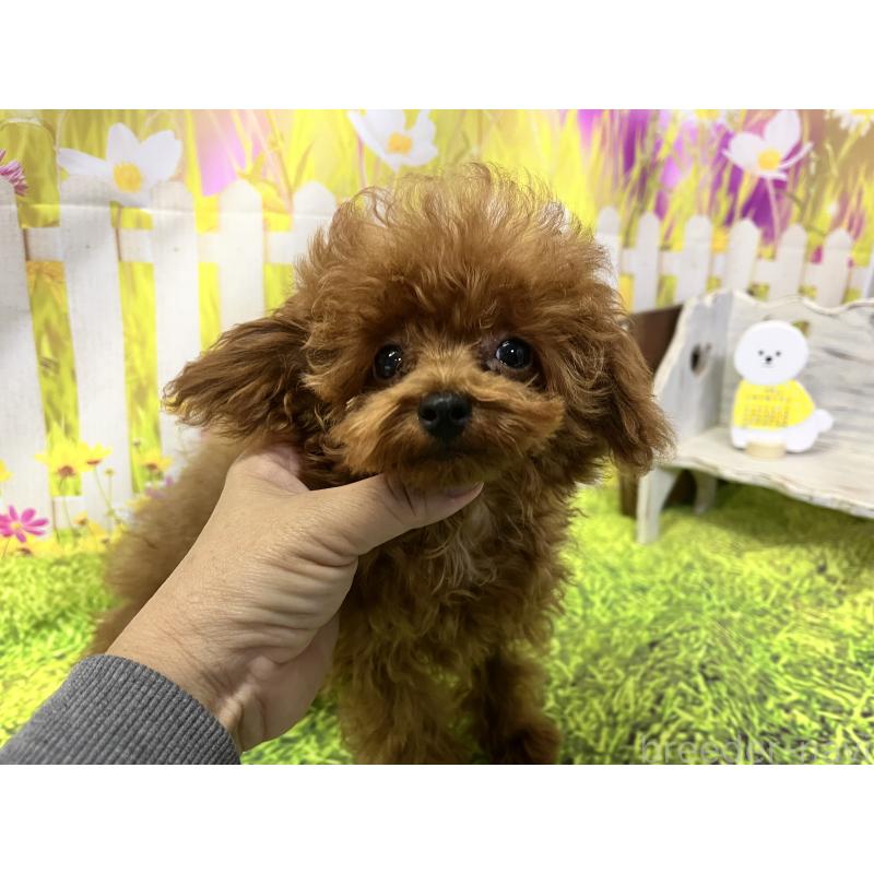 販売中の愛知県のティーカッププードル-425220の14枚目