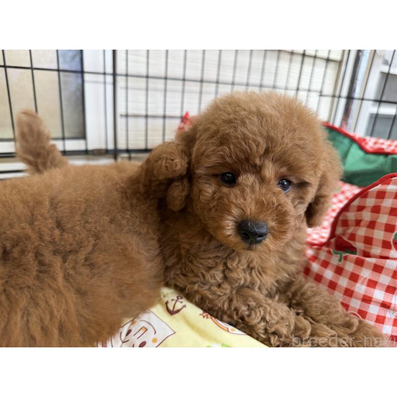 商談中の埼玉県のミニチュアプードル-424978の5枚目