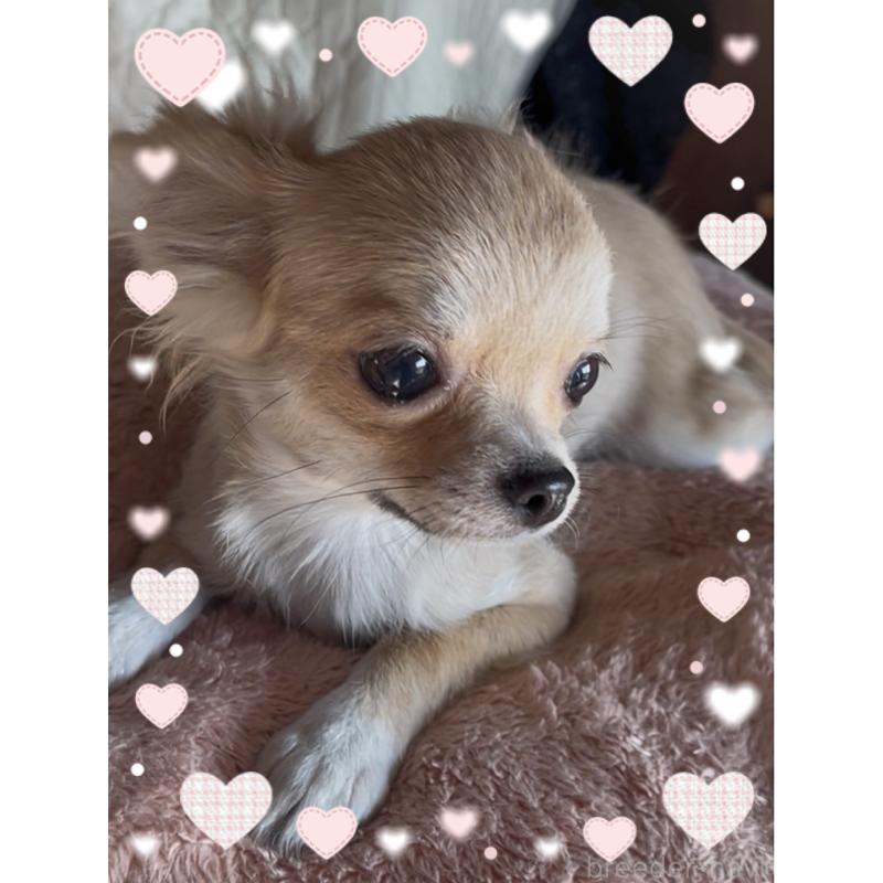 販売中の東京都のチワワ(ロングコート)-424801の6枚目