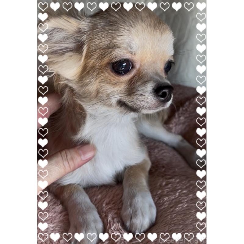 販売中の東京都のチワワ(ロングコート)-424801の5枚目