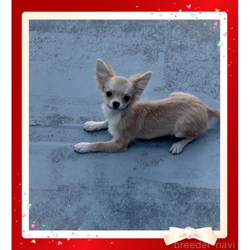 販売中の東京都のチワワ(ロングコート)-424801の4枚目