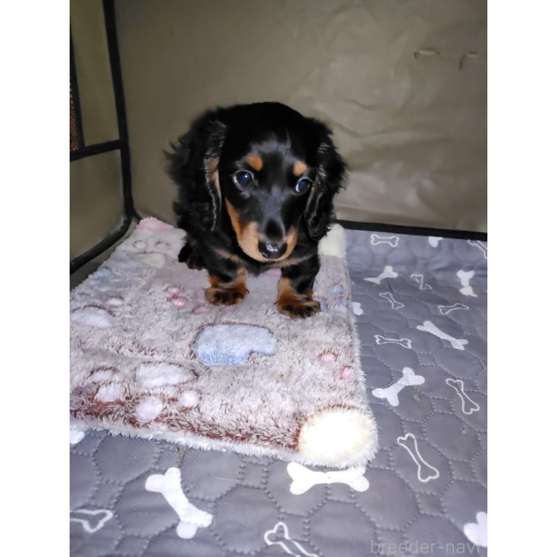 成約済の岡山県のミニチュアダックスフンド(ロングヘアード)-424758の4枚目