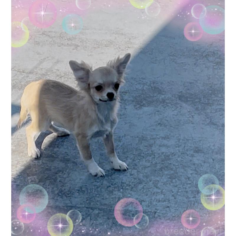 販売中の東京都のチワワ(ロングコート)-424801の3枚目