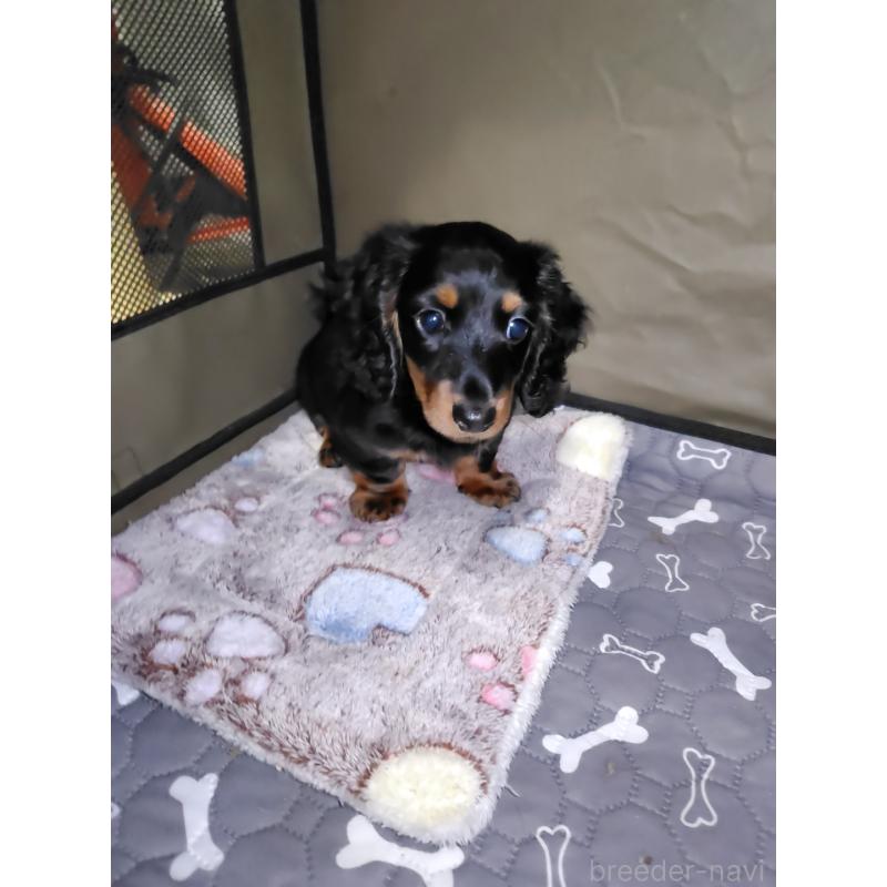 成約済の岡山県のミニチュアダックスフンド(ロングヘアード)-424758の3枚目