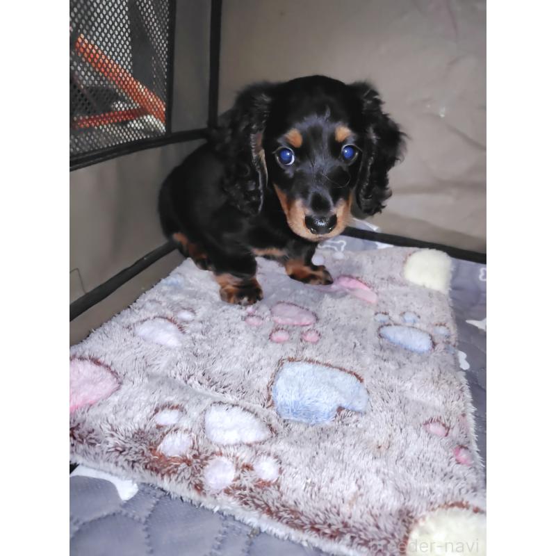 成約済の岡山県のミニチュアダックスフンド(ロングヘアード)-424758の2枚目