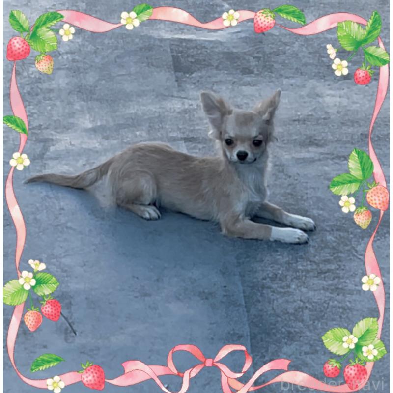 販売中の東京都のチワワ(ロングコート)-424801の2枚目