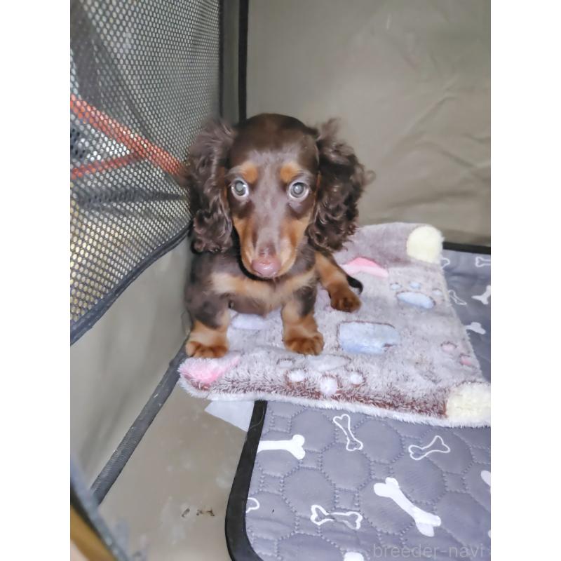 成約済の岡山県のミニチュアダックスフンド(ロングヘアード)-424757の6枚目