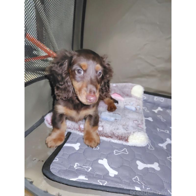 成約済の岡山県のミニチュアダックスフンド(ロングヘアード)-424757の5枚目