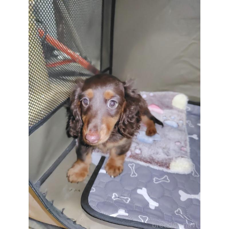 成約済の岡山県のミニチュアダックスフンド(ロングヘアード)-424757の4枚目