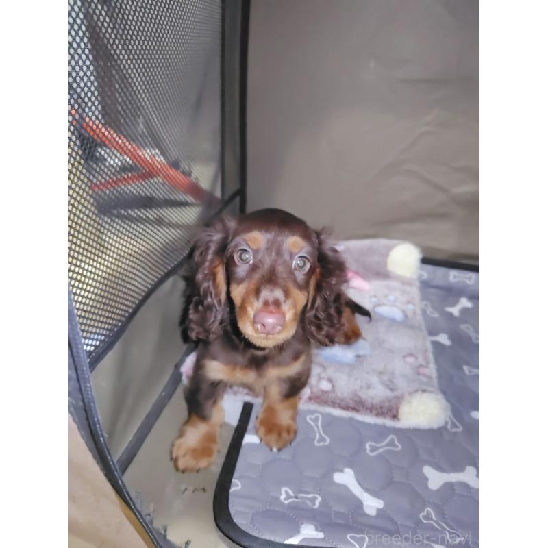 成約済の岡山県のミニチュアダックスフンド(ロングヘアード)-424757の3枚目