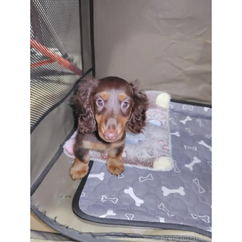 成約済の岡山県のミニチュアダックスフンド(ロングヘアード)-424757の2枚目