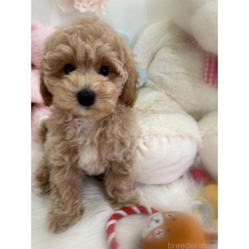 販売中の香川県のビションプー:ビションフリーゼ×トイプードル-417286の11枚目