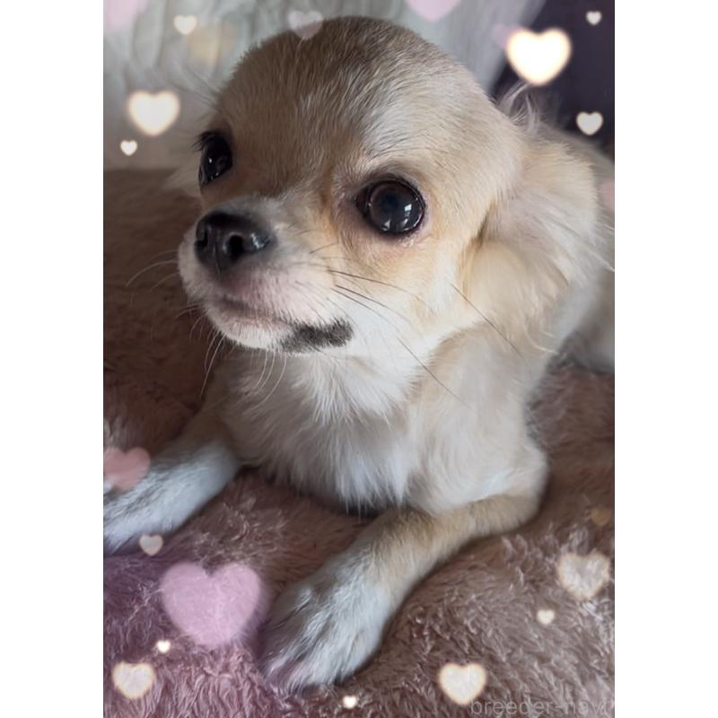 販売中の東京都のチワワ(ロングコート)-424801