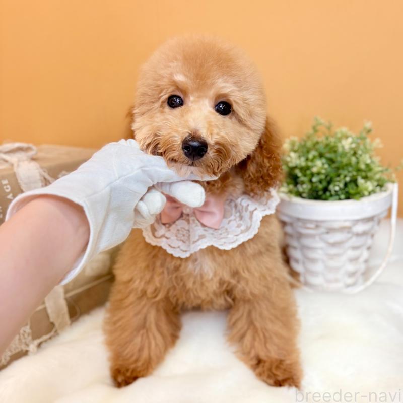 商談中の茨城県のトイプードル-417827