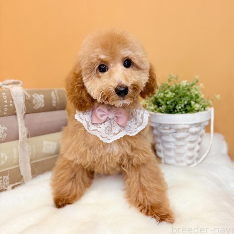 成約済の茨城県のトイプードル-417827の6枚目