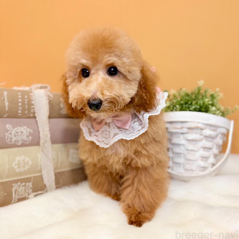 成約済の茨城県のトイプードル-417827の5枚目