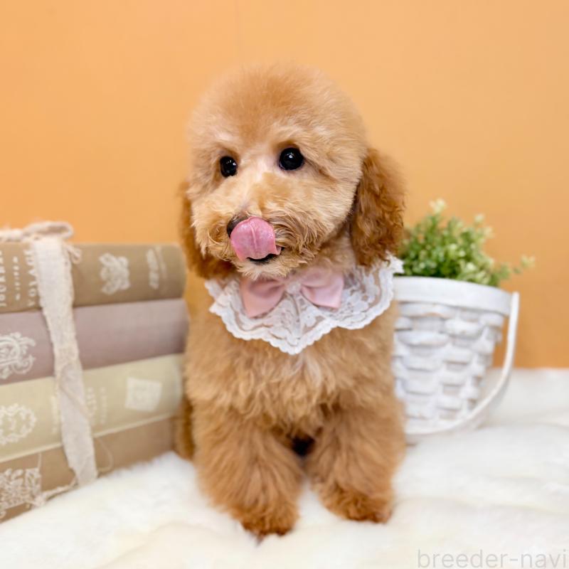 成約済の茨城県のトイプードル-417827の4枚目