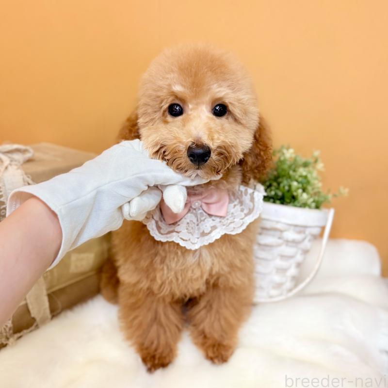 成約済の茨城県のトイプードル-417827の3枚目