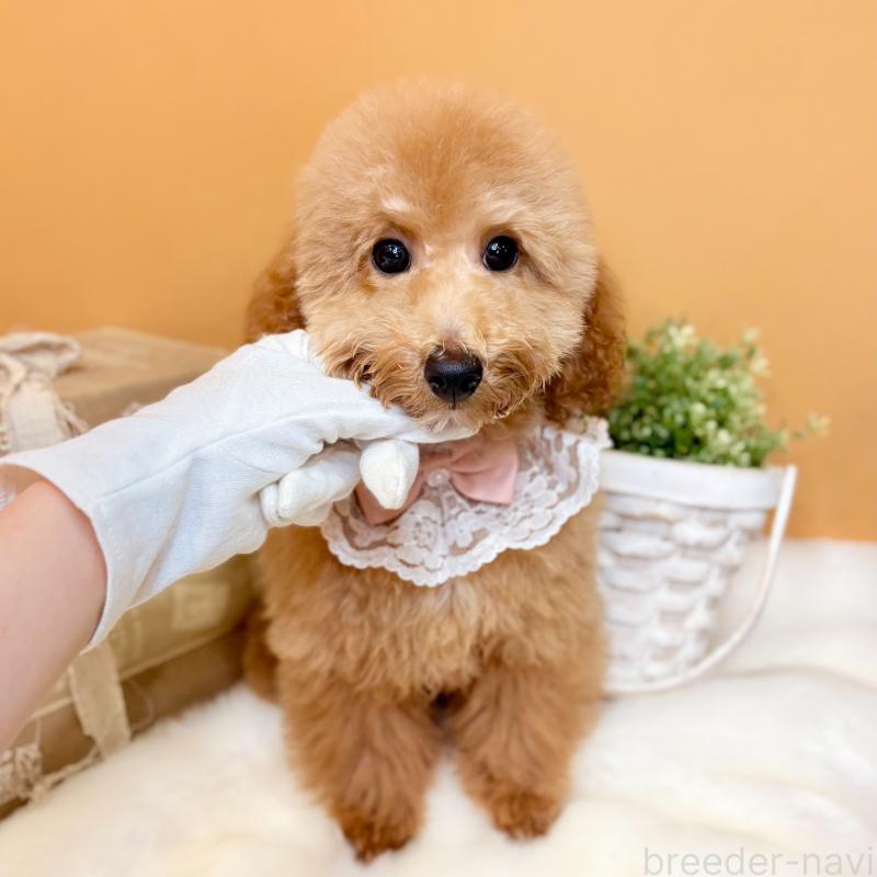 成約済の茨城県のトイプードル-417827の2枚目