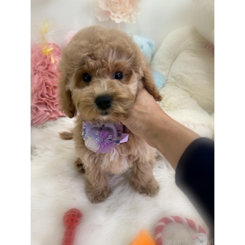 販売中の香川県のビションプー:ビションフリーゼ×トイプードル-417284の5枚目