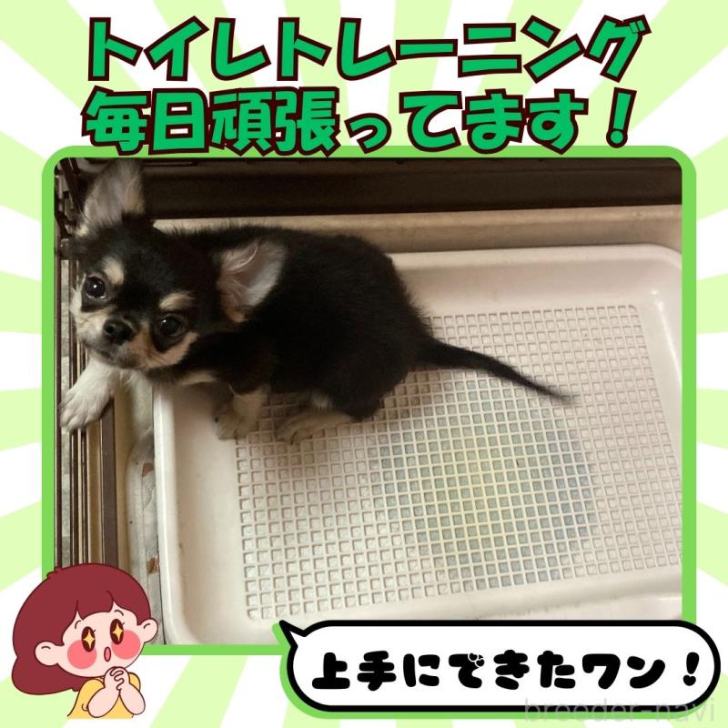 販売中の静岡県のチワワ(ロングコート)-418538の3枚目