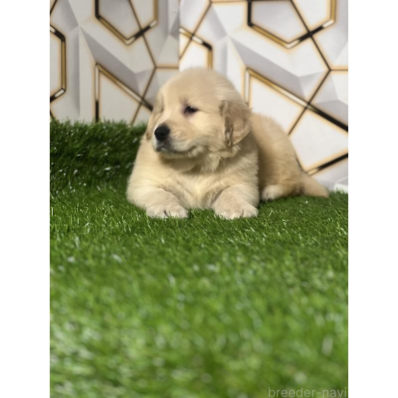 販売中の静岡県のゴールデンレトリーバー-428614の10枚目