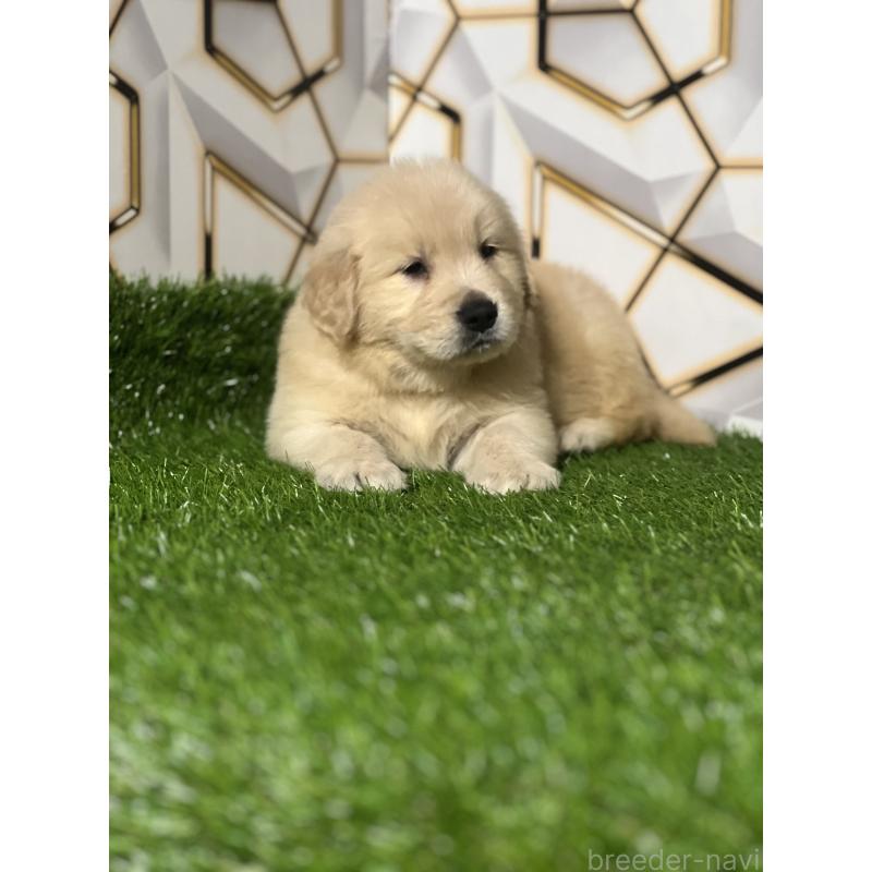 販売中の静岡県のゴールデンレトリーバー-428614の9枚目