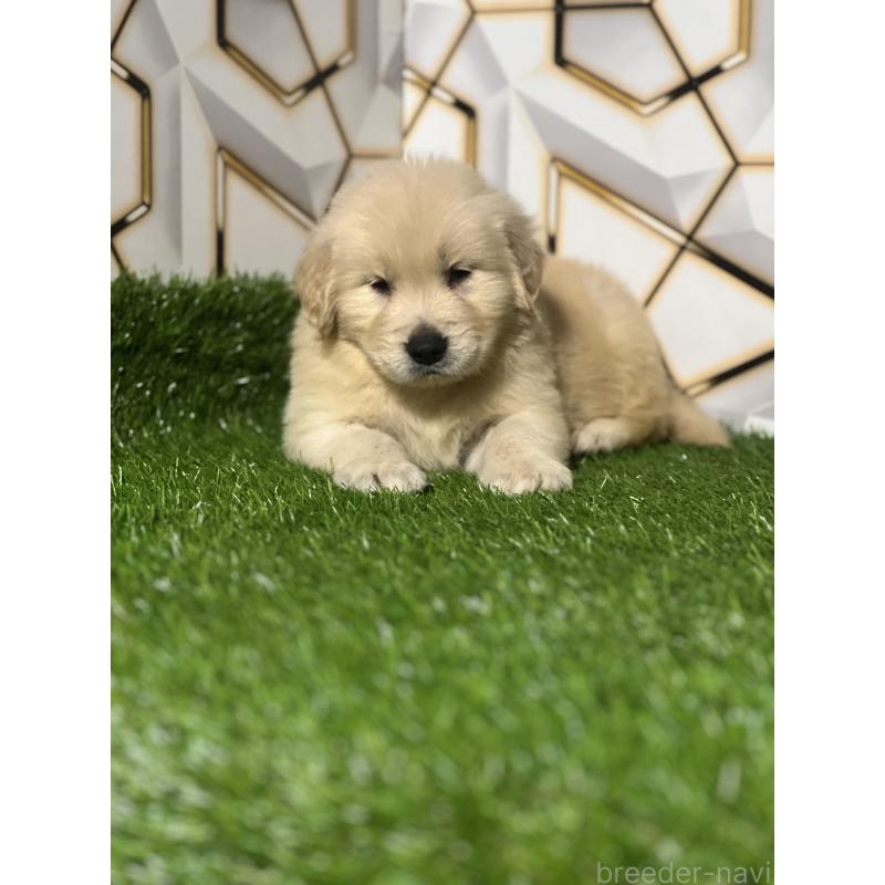 販売中の静岡県のゴールデンレトリーバー-428614の8枚目