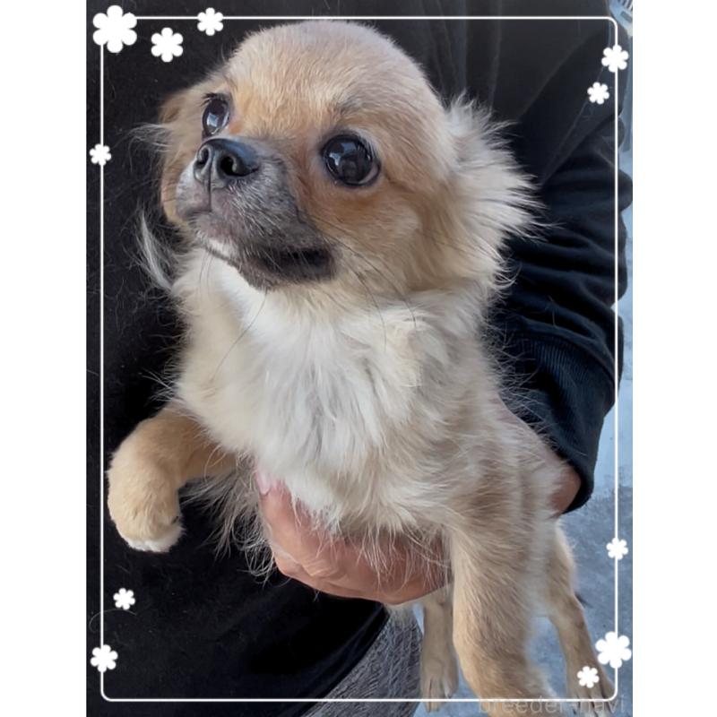 販売中の東京都のチワワ(ロングコート)-406718