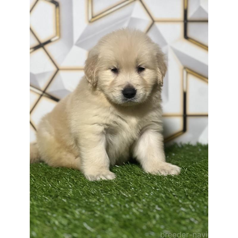 販売中の静岡県のゴールデンレトリーバー-428614の7枚目